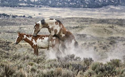 horse mating|World Wildlife